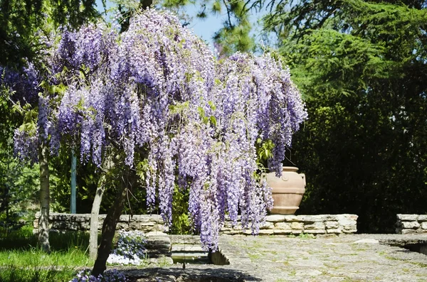 Glicina — Foto de Stock