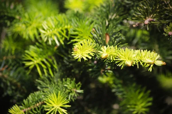 Fondo del árbol de pino — Foto de Stock