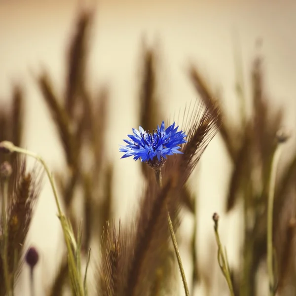 Kornflowe — Stockfoto