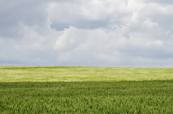 Tarweveld — Stockfoto