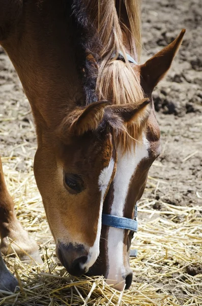 Horse źrebię — Zdjęcie stockowe