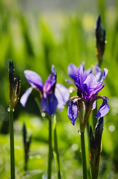 Irisblüte — Stockfoto