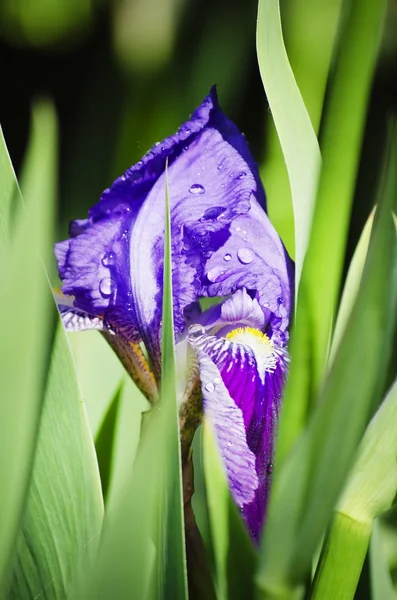 Iris çiçeği — Stok fotoğraf