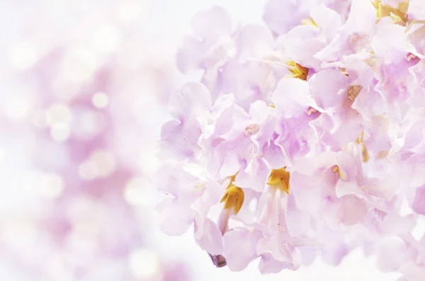 桐の花 — ストック写真