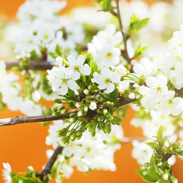 Spring Tree Blossom — Stock Photo, Image