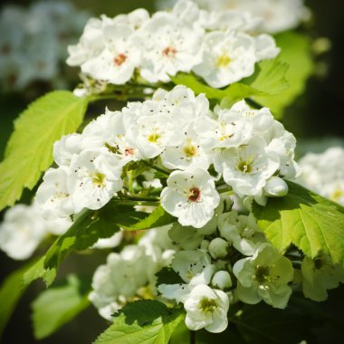 Bahar ağacı çiçeği