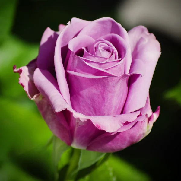 Paarse rose — Stockfoto