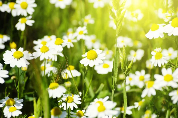 Weiße Gänseblümchen — Stockfoto