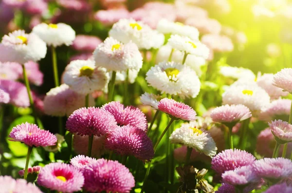 Frühling oder Sommerblume — Stockfoto