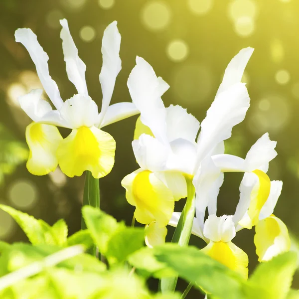 Flor da íris — Fotografia de Stock