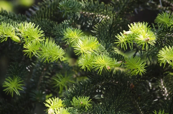 Albero di pino sfondo — Foto Stock