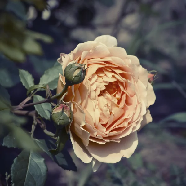 Gül çiçek — Stok fotoğraf
