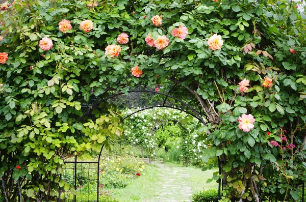 Rosenblüte — Stockfoto