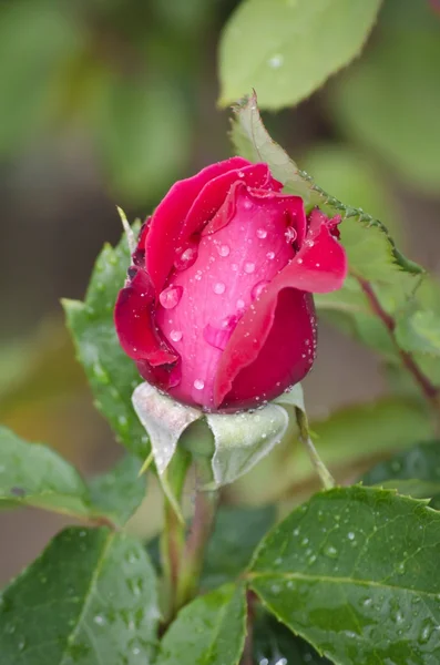 Roze bloem — Stockfoto