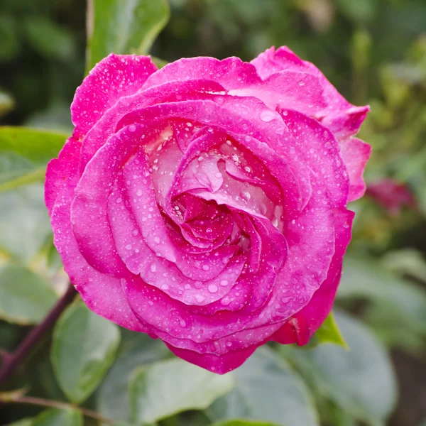 Roze bloem — Stockfoto