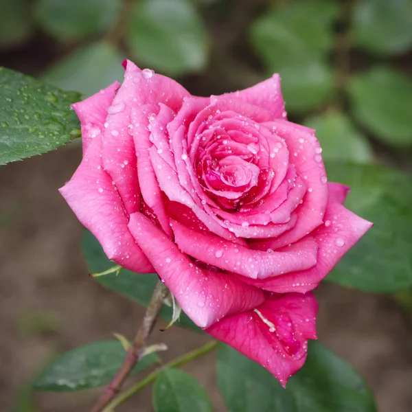 Roze bloem — Stockfoto