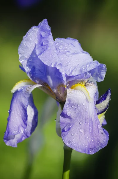 Iris Kukka — kuvapankkivalokuva
