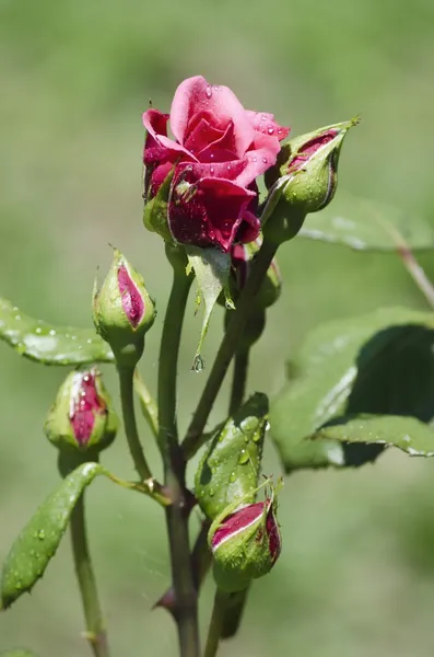 Rosenblüte — Stockfoto