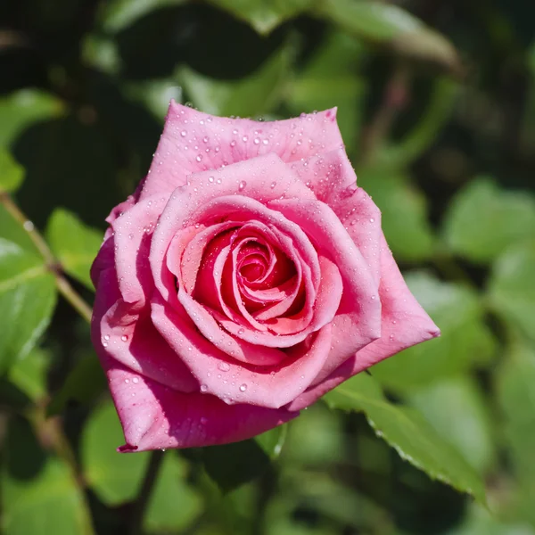 Roze bloem — Stockfoto