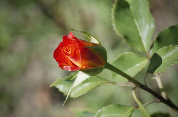 Roze bloem — Stockfoto