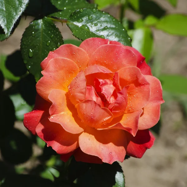 Flor de rosa — Foto de Stock