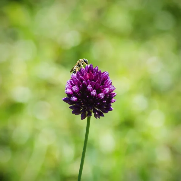 Kleeblume und Biene — Stockfoto