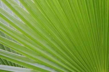 Yeşil palmiye yaprağı arka plan
