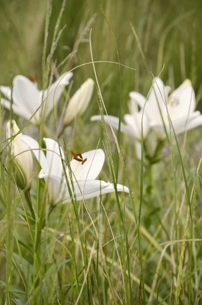 Білі лілії квітка — стокове фото