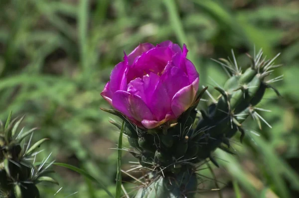 Fleur de cactus — Photo