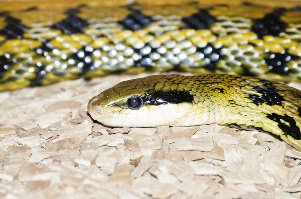 Elaphe Serpiente — Foto de Stock