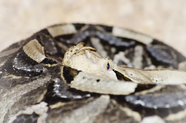 Noshörning viper — Stockfoto