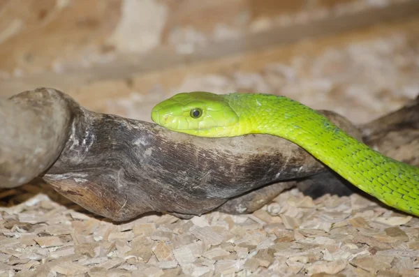 Dendroaspis angusticeps — Stock fotografie