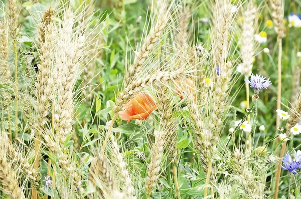 Campo di grano — Foto Stock