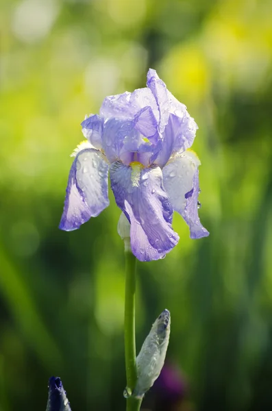 Flor de iris — Foto de Stock