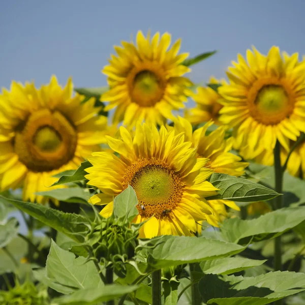 Girasol — Foto de Stock