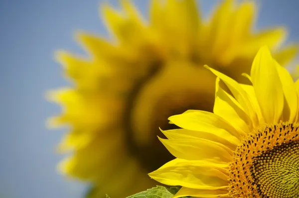 Zonnebloem — Stockfoto