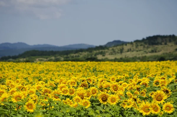 Zonnebloem — Stockfoto