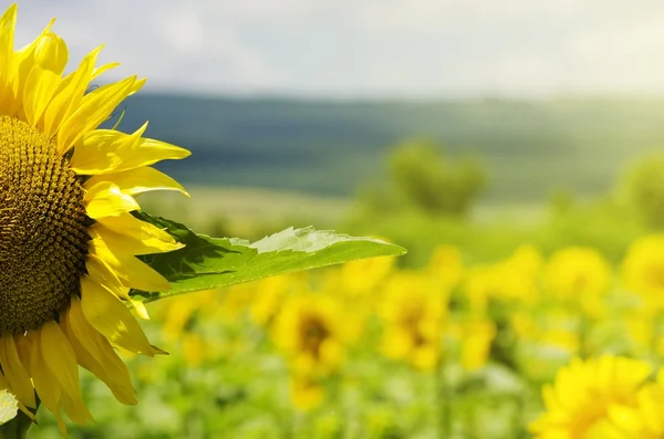 Ayçiçeği — Stok fotoğraf