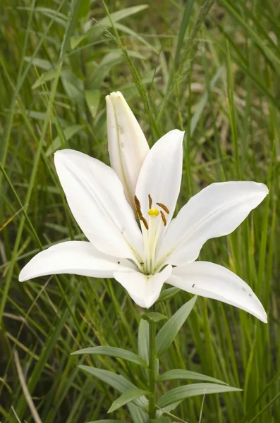 Vit Lilja blomma — Stockfoto