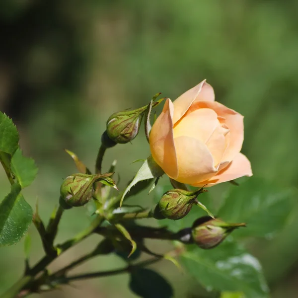 玫瑰花朵 — 图库照片