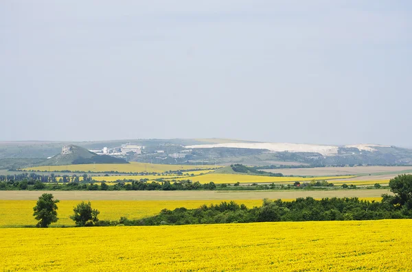 Zonnebloem landschap — Stockfoto