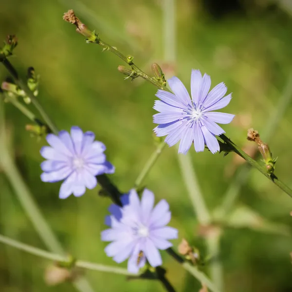 Chicory Flower — Stock Photo, Image