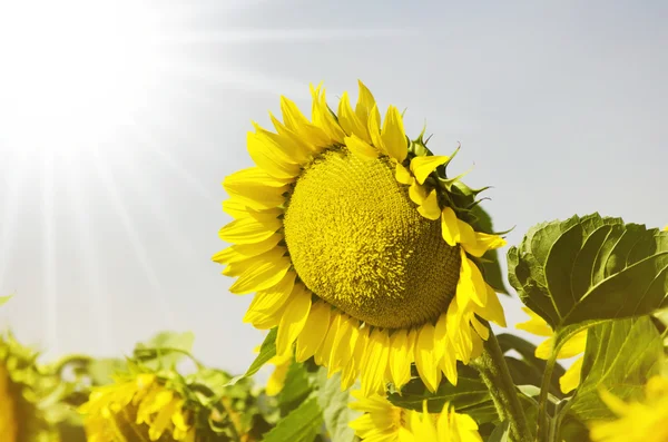 Girasol — Foto de Stock