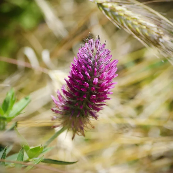 Lente of zomer bloem — Stockfoto