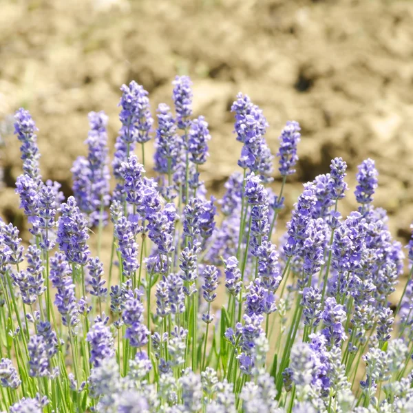 Lavendel — Stockfoto