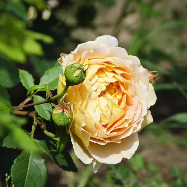 Fiore di rosa — Foto Stock