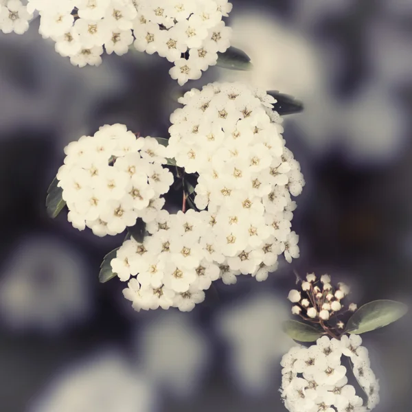 Spring or Summer Flower — Stock Photo, Image