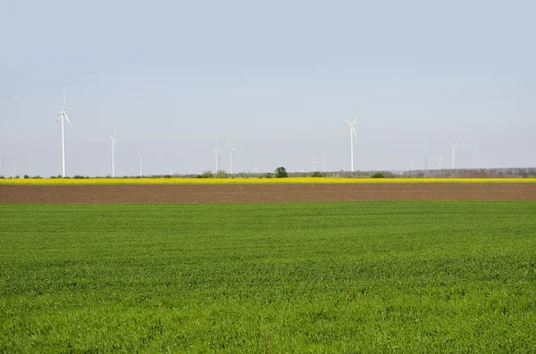 Primavera Campo verde e giallo — Foto Stock