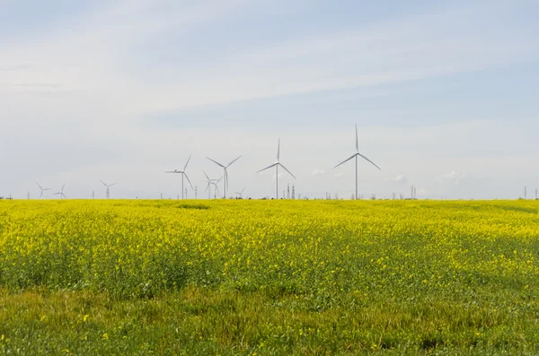 Campo di Colza paesaggio — Foto Stock