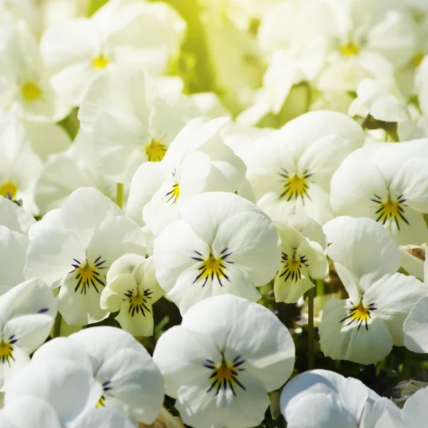 Біла квітка Панси — стокове фото